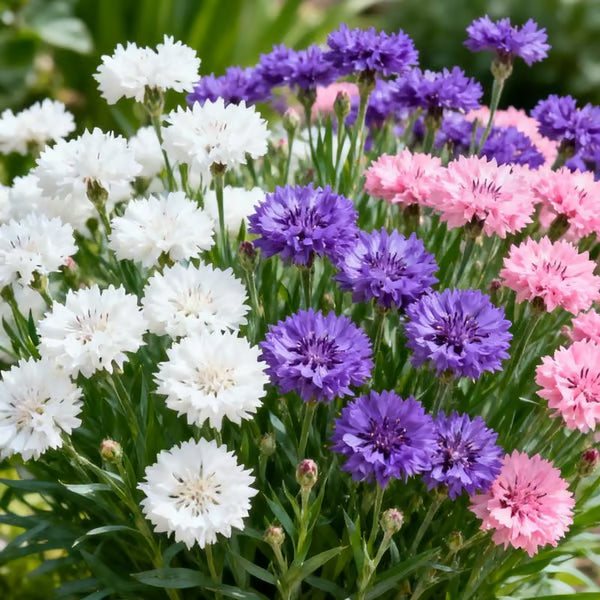 💫🌸BUY 1 GET 1 FREE |🌱 Premium Quality Cornflower Seeds – The “Unstoppable” Wildflower That Grows Everywhere + FREE Plant Growth Supplement