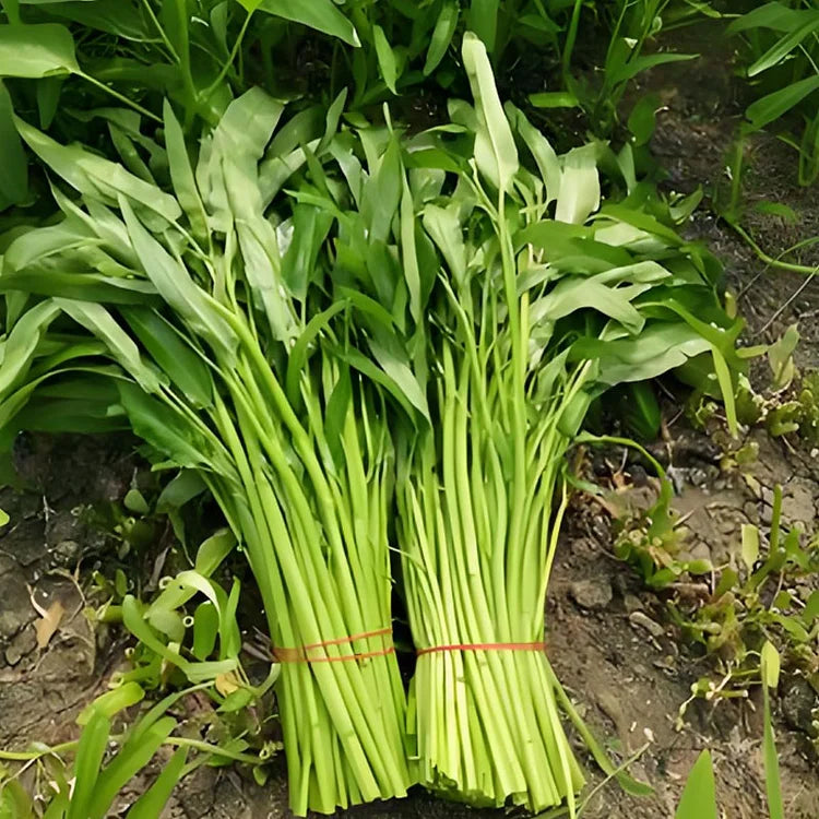 🌱TRIPLE-STEM WATER SPINACH SEEDS🌱🌸BUY 1 GET 1 FREE!!🌸