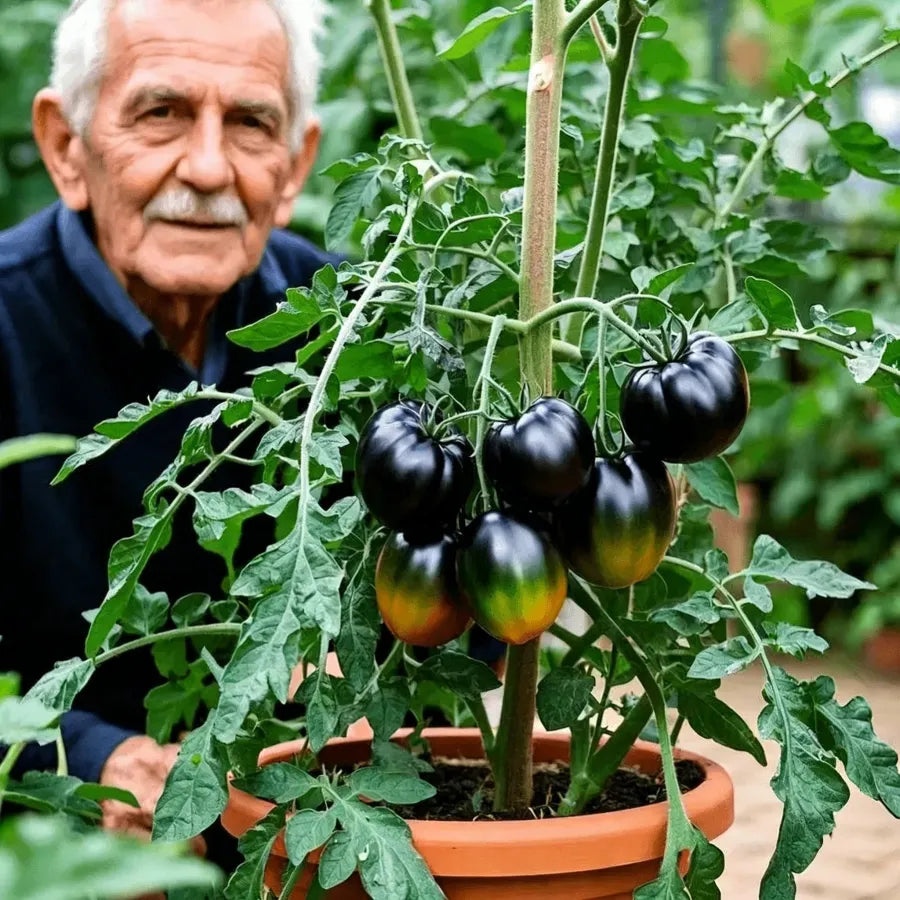 Rare Blueberry Pruple Tomato Seeds No Gmo | 🔥Buy 1 Get 1 Free🔥