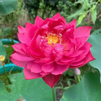 🌸【7 days germination】Last Day 50% OFF💐The Sacred Bonsai Bowl Lotus Flower Seeds | 🔥Buy 1 Get 1 Free🔥