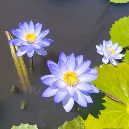 🌸【7 days germination】Last Day 50% OFF💐The Sacred Bonsai Bowl Lotus Flower Seeds | 🔥Buy 1 Get 1 Free🔥