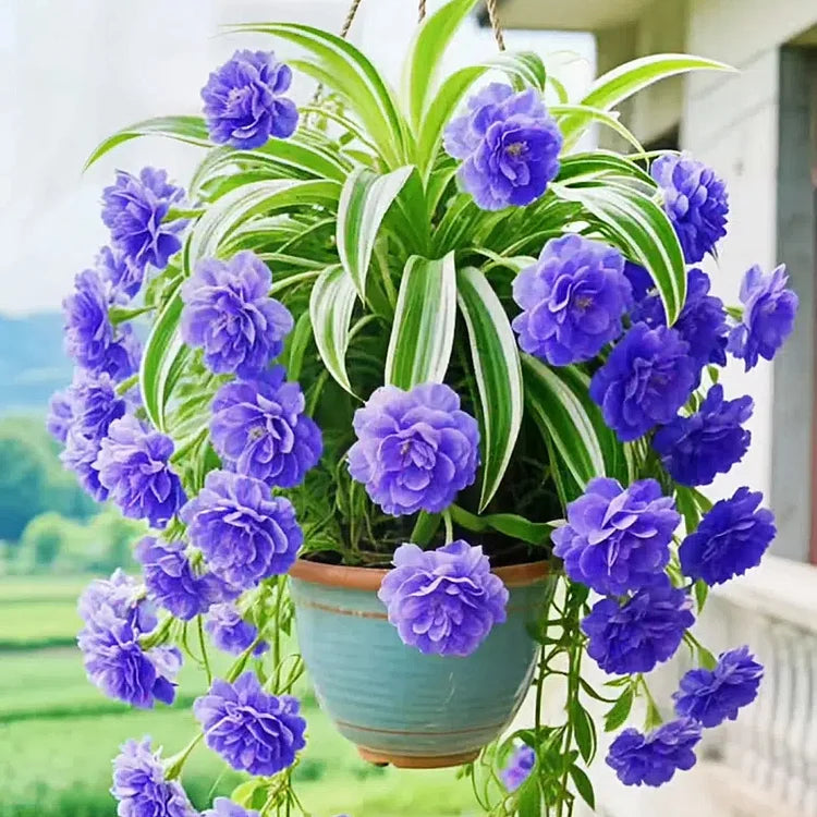 GRAND BLOOM SPIDER PLANT SEEDS/BULBS 💐 NATURE’S HANGING MASTERPIECE OF COLOR & GRACE🌸BUY 1 GET 1 FREE!!🌸