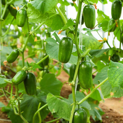 🔥Buy 1 Get 1 Free🔥Cucumber seeds "Golden Boy & Jade Girl" – With Plant Growth Supplement Free