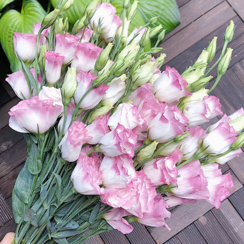 [Flowers even in frosty winter] 🌺High quality Lisianthus Seeds🌺🌸BUY 1 GET 1 FREE!!🌸