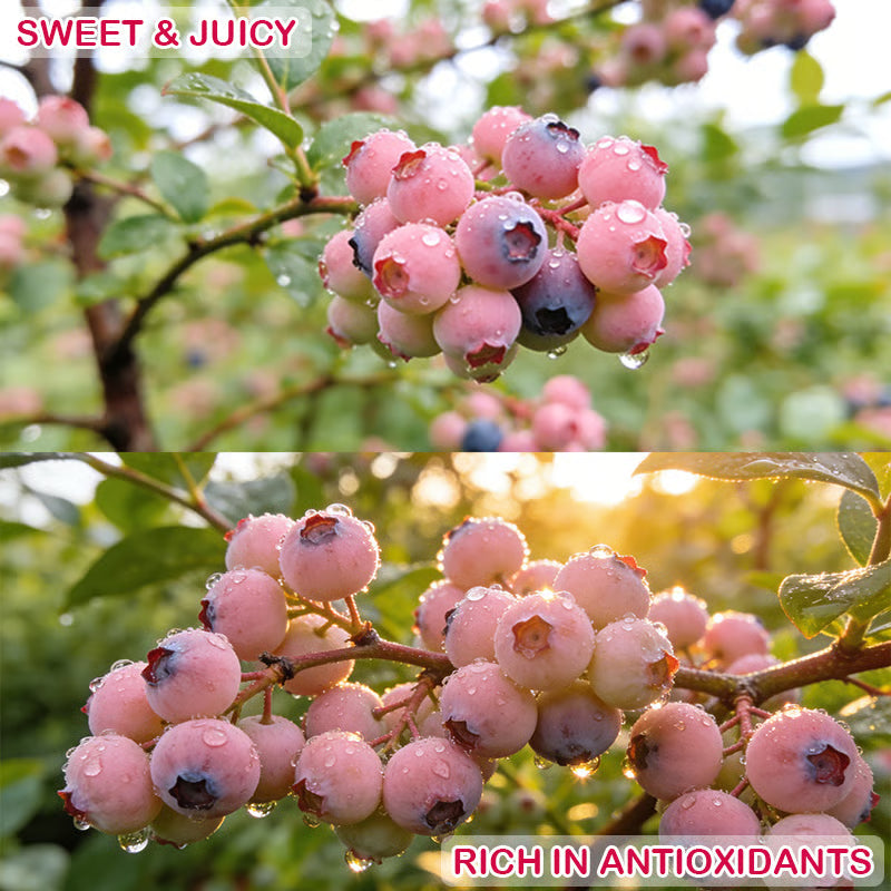🔥50K+ SOLD!💟Premium Pink Blueberry Seeds 🌱BUY 1 GET 1 FREE 🌸 With Plant Growth Supplement