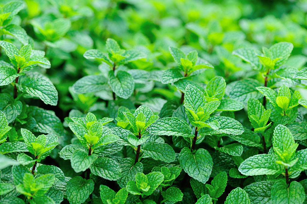 🌿 Mint Seeds – Fresh, Healthy & Easy to Grow | 🔥Buy 1 Get 1 Free🔥