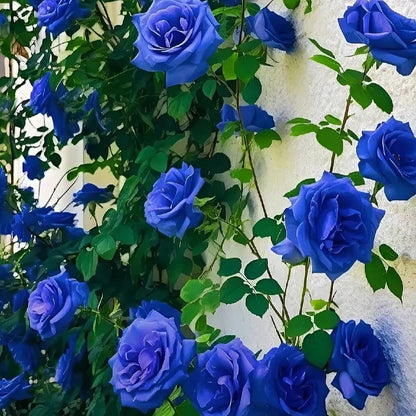 🌹SUMMER SPECIAL DAY SALE 50%OFF!!!🌹Rare Heirloom Blue Rose Seeds🌸BUY 1 GET 1 FREE!!🌸