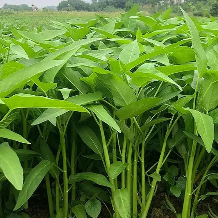 🌱TRIPLE-STEM WATER SPINACH SEEDS🌱🌸BUY 1 GET 1 FREE!!🌸