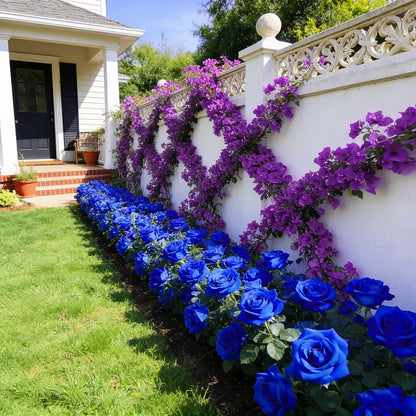 🌹SUMMER SPECIAL DAY SALE 50%OFF!!!🌹Rare Heirloom Blue Rose Seeds🌸BUY 1 GET 1 FREE!!🌸