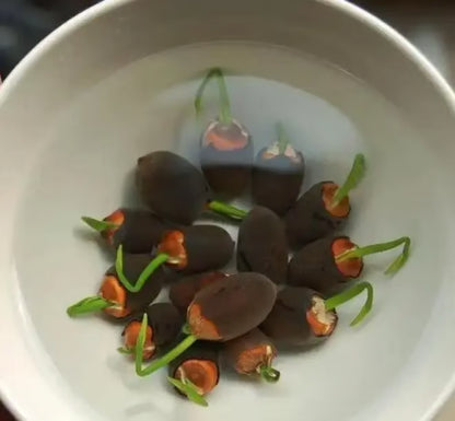 🌸【7 days germination】Last Day 50% OFF💐The Sacred Bonsai Bowl Lotus Flower Seeds | 🔥Buy 1 Get 1 Free🔥
