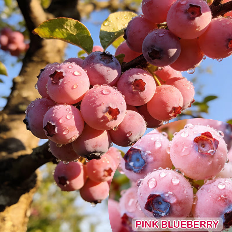 🔥50K+ SOLD!💟Premium Pink Blueberry Seeds 🌱BUY 1 GET 1 FREE 🌸 With Plant Growth Supplement