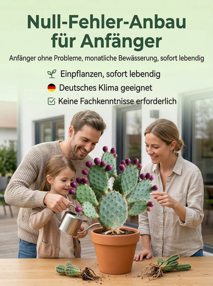 🔥Buy 1 Get 1 Free🔥🍈 Fruit Cactus Seeds 🍈 Edible, nutritious fruits 🌵Easy to grow & drought-tolerant ⚡Fast growth & low pest risk
