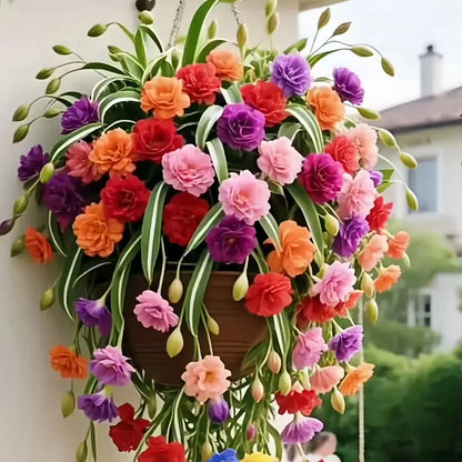 GRAND BLOOM SPIDER PLANT SEEDS/BULBS 💐 NATURE’S HANGING MASTERPIECE OF COLOR & GRACE🌸BUY 1 GET 1 FREE!!🌸