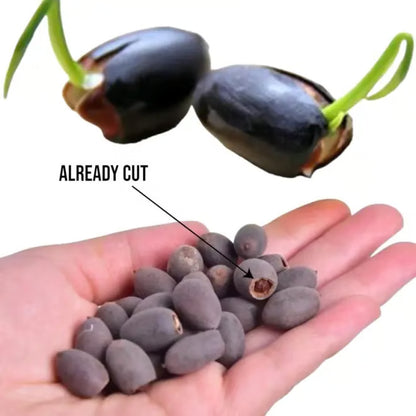 🌸【7 days germination】Last Day 50% OFF💐The Sacred Bonsai Bowl Lotus Flower Seeds | 🔥Buy 1 Get 1 Free🔥