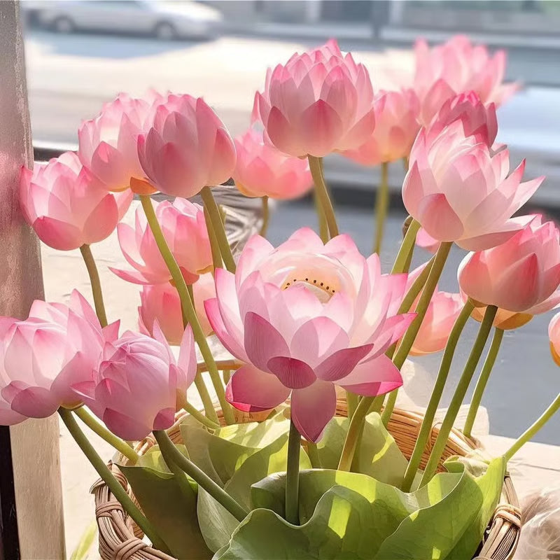 🌸【7 days germination】Last Day 50% OFF💐The Sacred Bonsai Bowl Lotus Flower Seeds | 🔥Buy 1 Get 1 Free🔥
