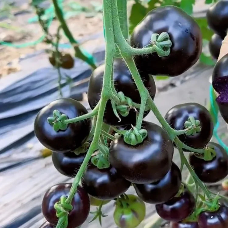Rare Blueberry Pruple Tomato Seeds No Gmo | 🔥Buy 1 Get 1 Free🔥