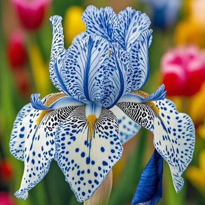 ⚜️Rare Tall Bearded Iris Bulbs (Premium Rhizome Variety) | ⚜️Buy 1 Get 1 Free⚜️