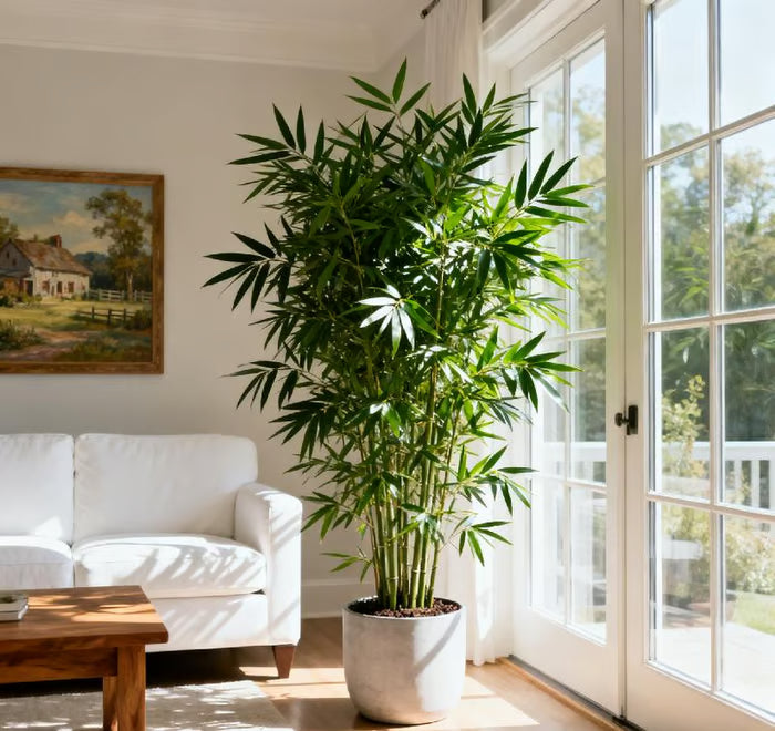 🏆Evergreen Lucky Bamboo Seeds | 🔥Buy 1 Get 1 Free🔥
