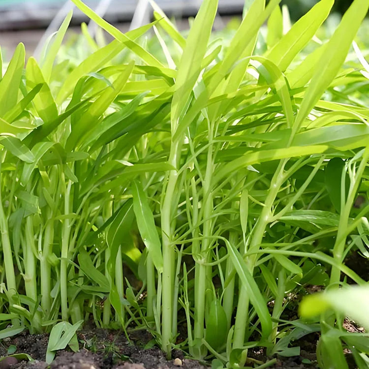 🌱TRIPLE-STEM WATER SPINACH SEEDS🌱🌸BUY 1 GET 1 FREE!!🌸