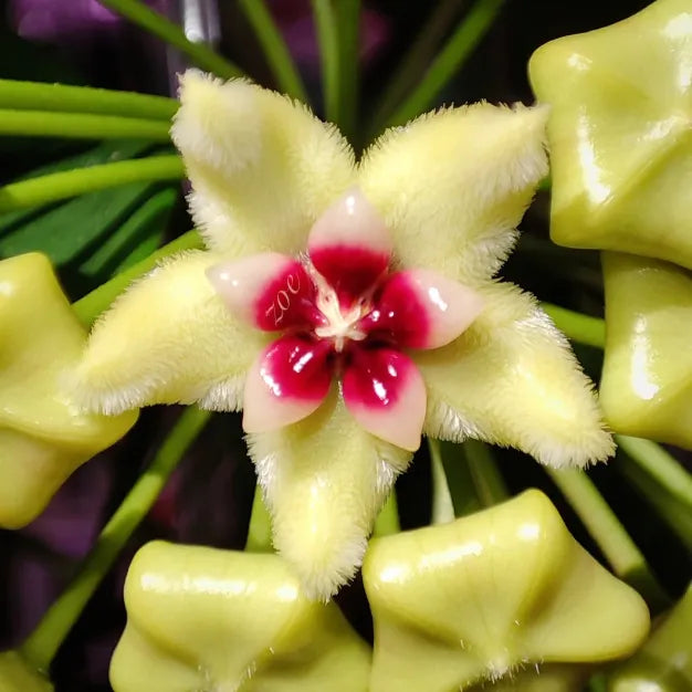 ✨Hoya Bulbs- Stars falling from the sky✨ | 🔥Buy 1 Get 1 Free🔥