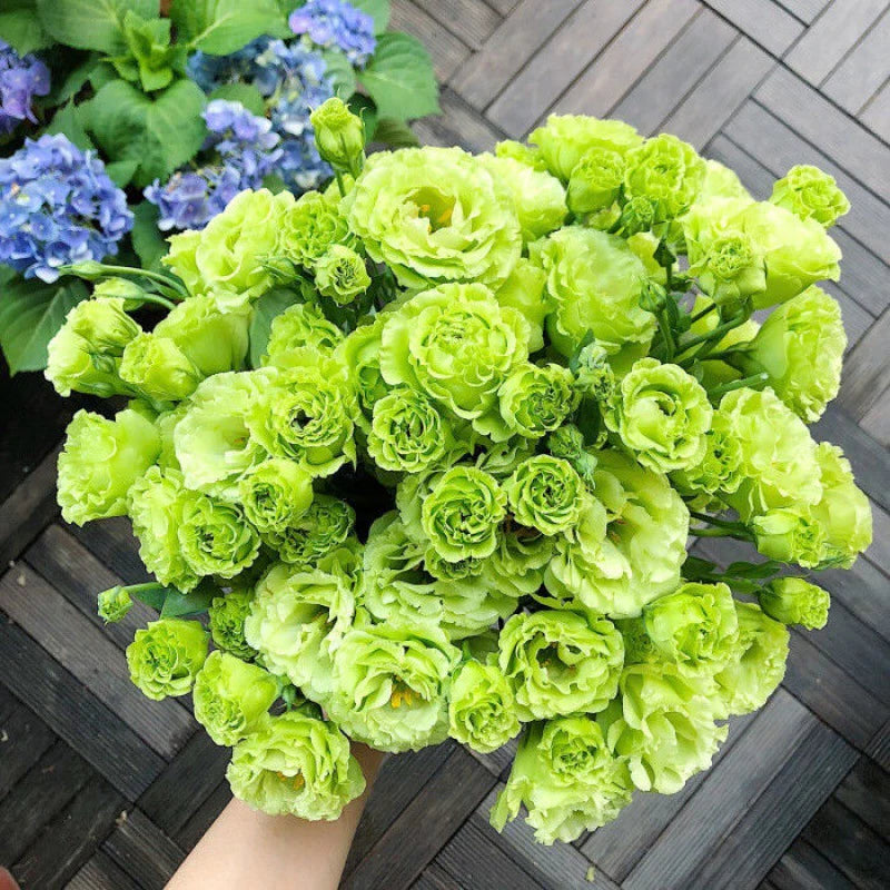 [Flowers even in frosty winter] 🌺High quality Lisianthus Seeds🌺🌸BUY 1 GET 1 FREE!!🌸