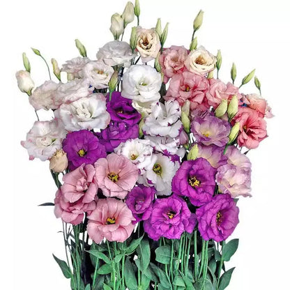 [Flowers even in frosty winter] 🌺High quality Lisianthus Seeds🌺🌸BUY 1 GET 1 FREE!!🌸