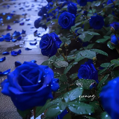 🌹SUMMER SPECIAL DAY SALE 50%OFF!!!🌹Rare Heirloom Blue Rose Seeds🌸BUY 1 GET 1 FREE!!🌸