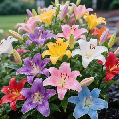 🌺COLORFUL PERFUME LILY BULBS—FRESH AND SWEET | 🔥Buy 1 Get 1 Free🔥