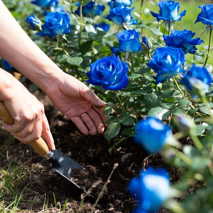 🌹SUMMER SPECIAL DAY SALE 50%OFF!!!🌹Rare Heirloom Blue Rose Seeds🌸BUY 1 GET 1 FREE!!🌸