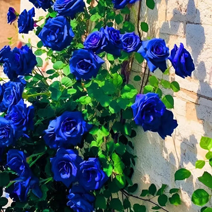🌹SUMMER SPECIAL DAY SALE 50%OFF!!!🌹Rare Heirloom Blue Rose Seeds🌸BUY 1 GET 1 FREE!!🌸