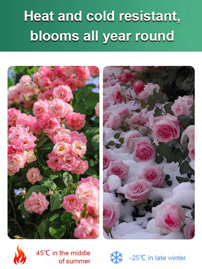 [Desert Rose Seeds] - Survives 100 Years with Simple Watering and Stunning Blooms🌸BUY 1 GET 1 FREE🌸