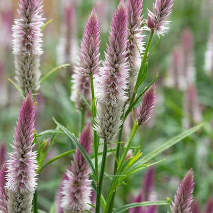 🌸Celosia Flamingo Flower Seeds🌸 (Celosia Spicata Flamingo) 150+Seeds🔥 BUY 1 GET 1 FREE! 🔥