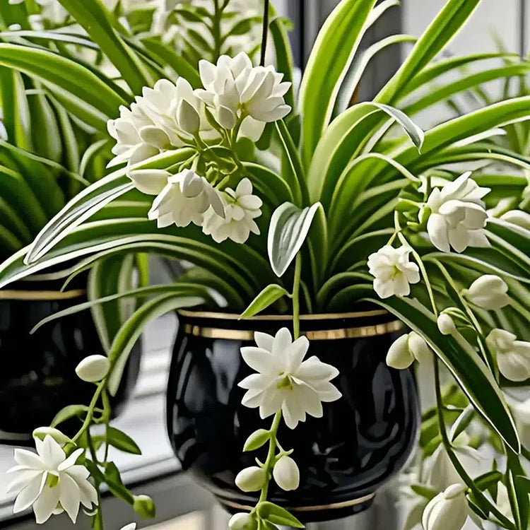 GRAND BLOOM SPIDER PLANT SEEDS/BULBS 💐 NATURE’S HANGING MASTERPIECE OF COLOR & GRACE🌸BUY 1 GET 1 FREE!!🌸