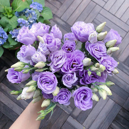 [Flowers even in frosty winter] 🌺High quality Lisianthus Seeds🌺🌸BUY 1 GET 1 FREE!!🌸