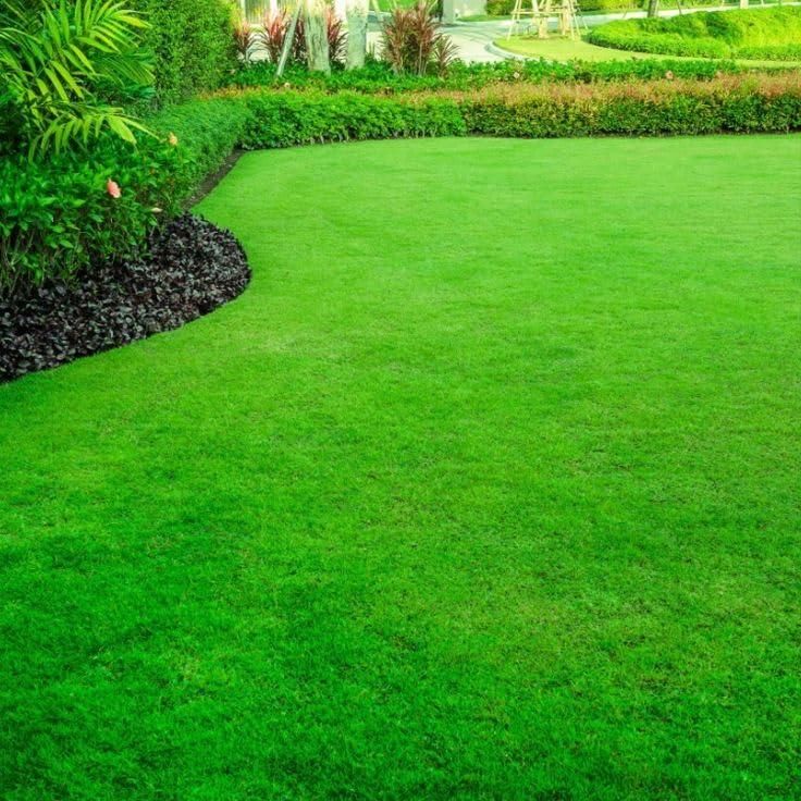 🌱 SPECIAL GRASS SEEDS | 🔥Buy 1 Get 1 Free🔥
