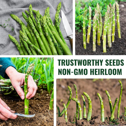 🌱 Grow Your Own Asparagus from Seeds — Fresh, Flavorful & Long-Lasting 👑 | 🔥Buy 1 Get 1 Free🔥
