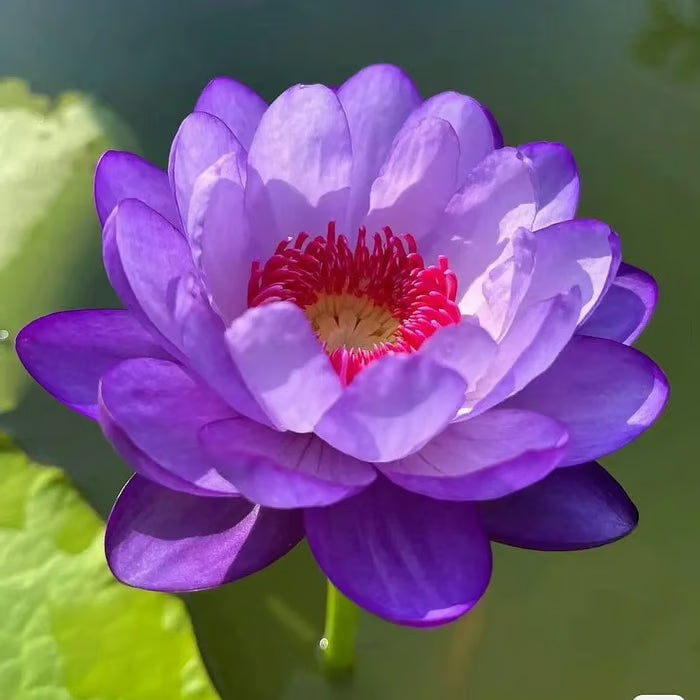 🌸【7 days germination】Last Day 50% OFF💐The Sacred Bonsai Bowl Lotus Flower Seeds | 🔥Buy 1 Get 1 Free🔥