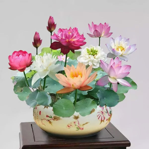 🌸【7 days germination】Last Day 50% OFF💐The Sacred Bonsai Bowl Lotus Flower Seeds | 🔥Buy 1 Get 1 Free🔥