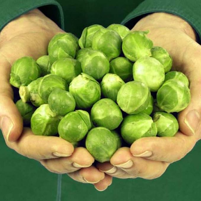 🔥Buy 1 Get 1 Free🔥🌟Brussel Sprout Planting Seeds (Mini Cabbage) – With Plant Growth Supplement Free