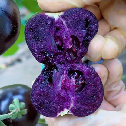 Rare Blueberry Pruple Tomato Seeds No Gmo | 🔥Buy 1 Get 1 Free🔥