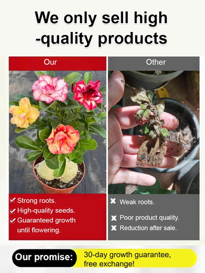 [Desert Rose Seeds] - Survives 100 Years with Simple Watering and Stunning Blooms🌸BUY 1 GET 1 FREE🌸