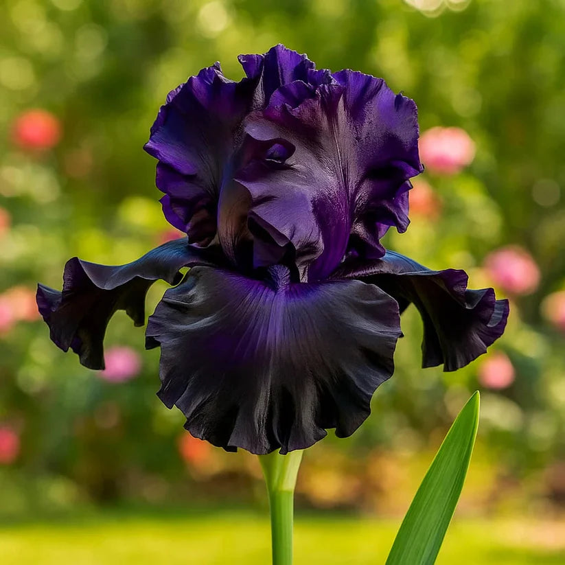 ⚜️Rare Tall Bearded Iris Bulbs (Premium Rhizome Variety) | ⚜️Buy 1 Get 1 Free⚜️