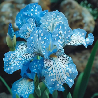 ⚜️Rare Tall Bearded Iris Bulbs (Premium Rhizome Variety) | ⚜️Buy 1 Get 1 Free⚜️