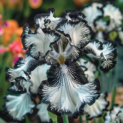 ⚜️Rare Tall Bearded Iris Bulbs (Premium Rhizome Variety) | ⚜️Buy 1 Get 1 Free⚜️