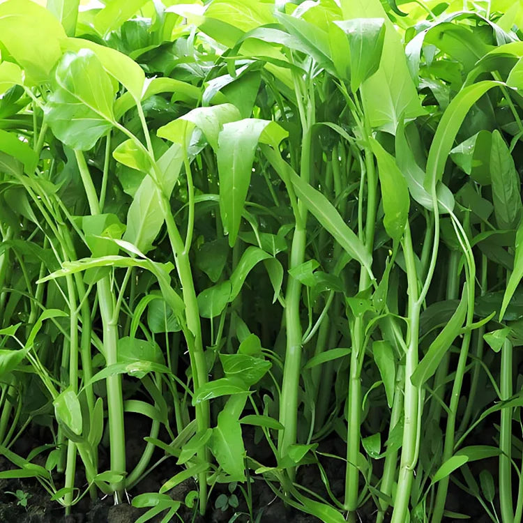 🌱TRIPLE-STEM WATER SPINACH SEEDS🌱🌸BUY 1 GET 1 FREE!!🌸