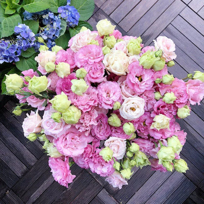 [Flowers even in frosty winter] 🌺High quality Lisianthus Seeds🌺🌸BUY 1 GET 1 FREE!!🌸