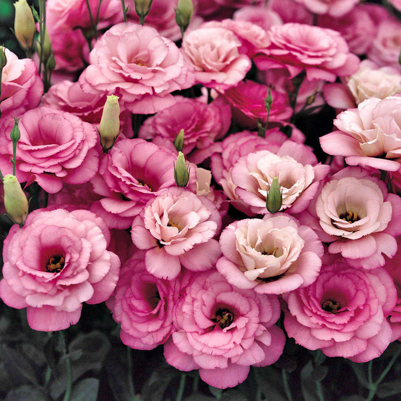 [Flowers even in frosty winter] 🌺High quality Lisianthus Seeds🌺🌸BUY 1 GET 1 FREE!!🌸