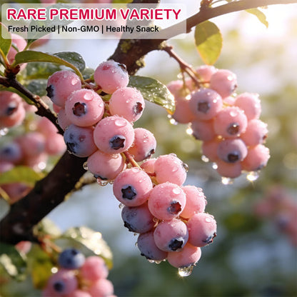🔥50K+ SOLD!💟Premium Pink Blueberry Seeds 🌱BUY 1 GET 1 FREE 🌸 With Plant Growth Supplement
