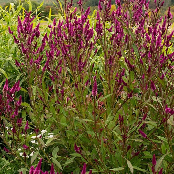 🌸Celosia Flamingo Flower Seeds🌸 (Celosia Spicata Flamingo) 150+Seeds🔥 BUY 1 GET 1 FREE! 🔥