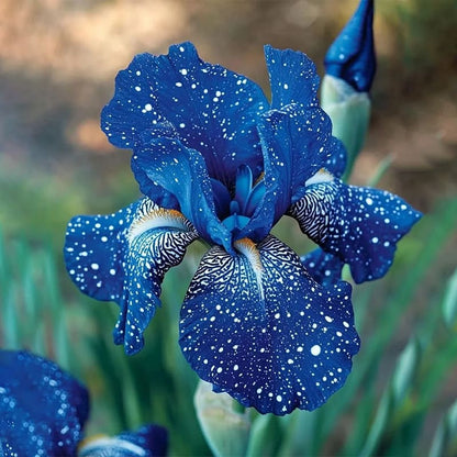 ⚜️Rare Tall Bearded Iris Bulbs (Premium Rhizome Variety) | ⚜️Buy 1 Get 1 Free⚜️